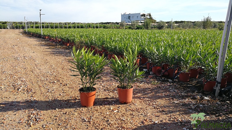 VS 5972 5991 5992 Nerium oleander 2,5L touffe