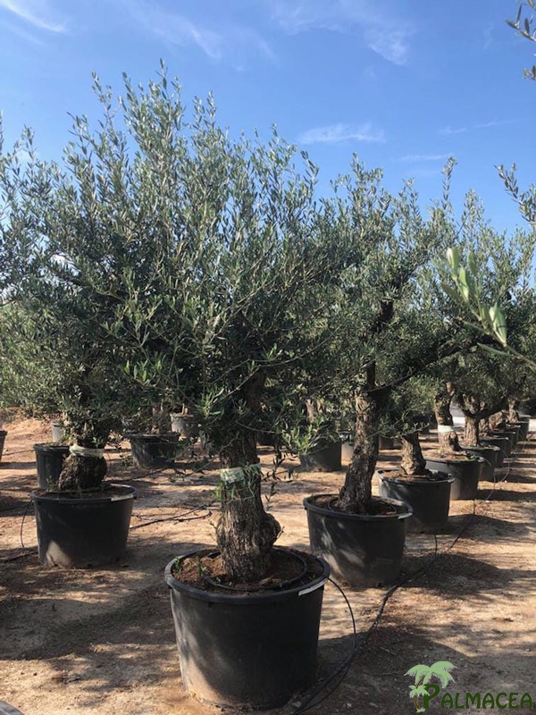 VV 7643 Olea europaea 230L provincial vielle ecorce ramificado 60/80P