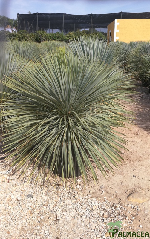 VV 7695 Yucca rostrata 35L 60/80