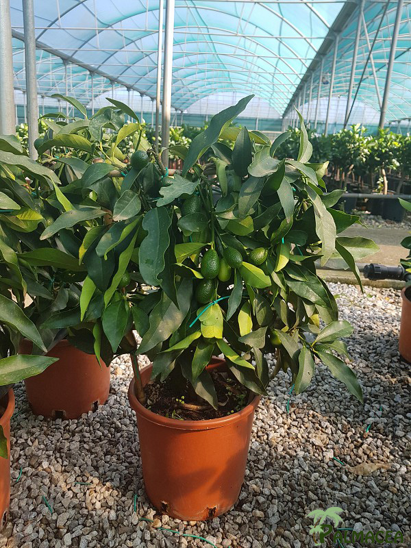 AG 199 Citrus kumquat 3L spalliera