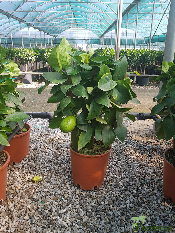AG 200 Citrus limon 3L spalliera
