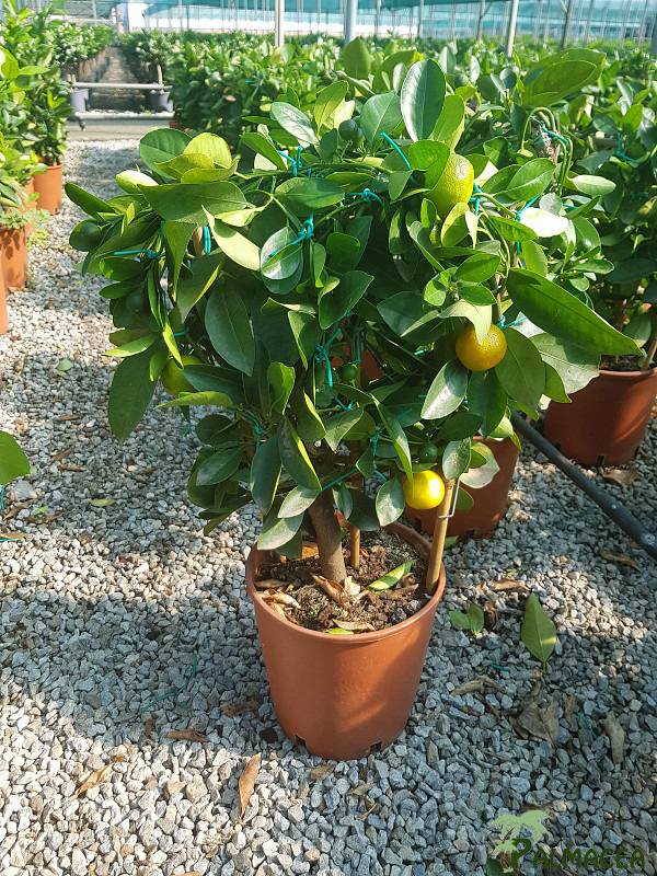 AG 201 Citrus mitis 3L spalliera