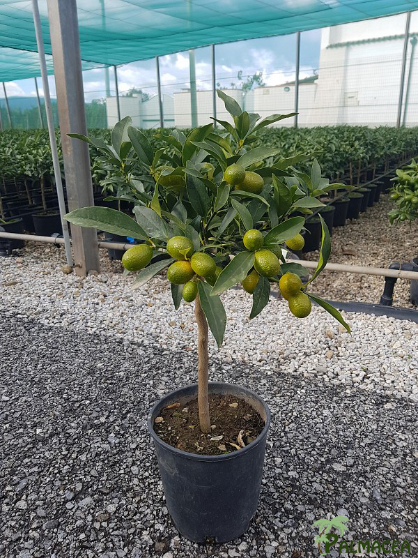 AG 205 CItrus Kumquat 3L cespuglio