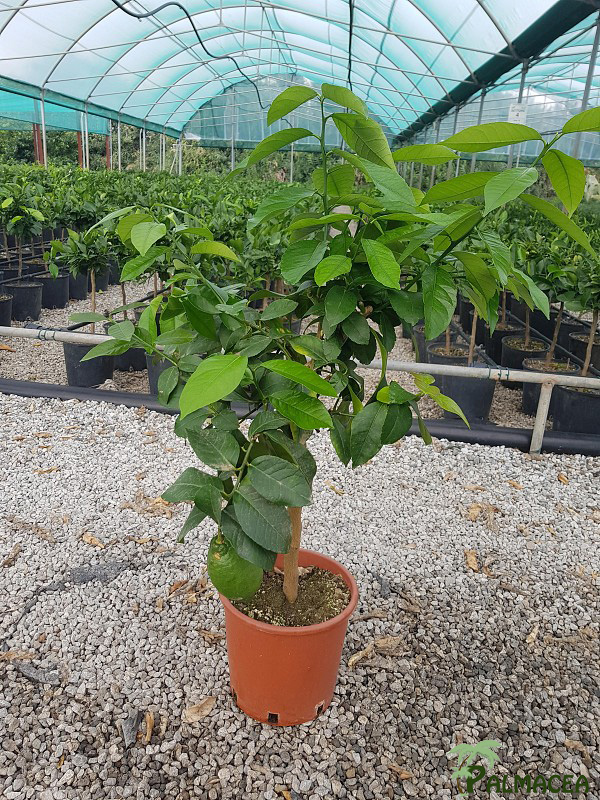 AG 206 Citrus limon 3L cespuglio