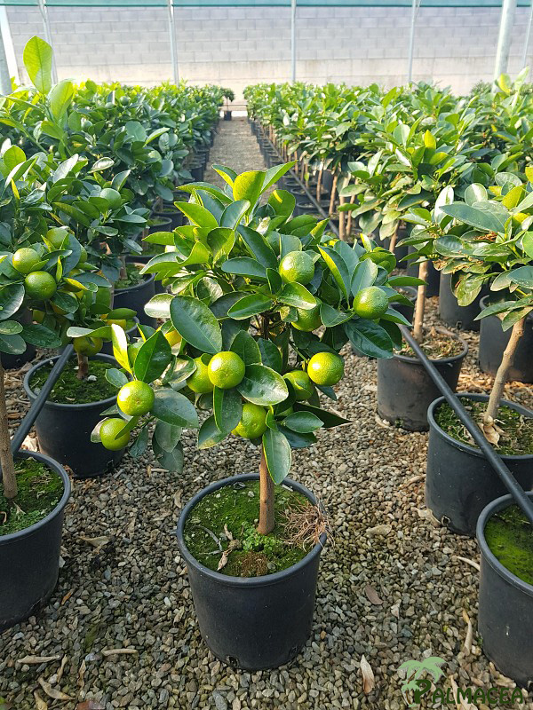 AG 207 Citrus mitis 3L cespuglio