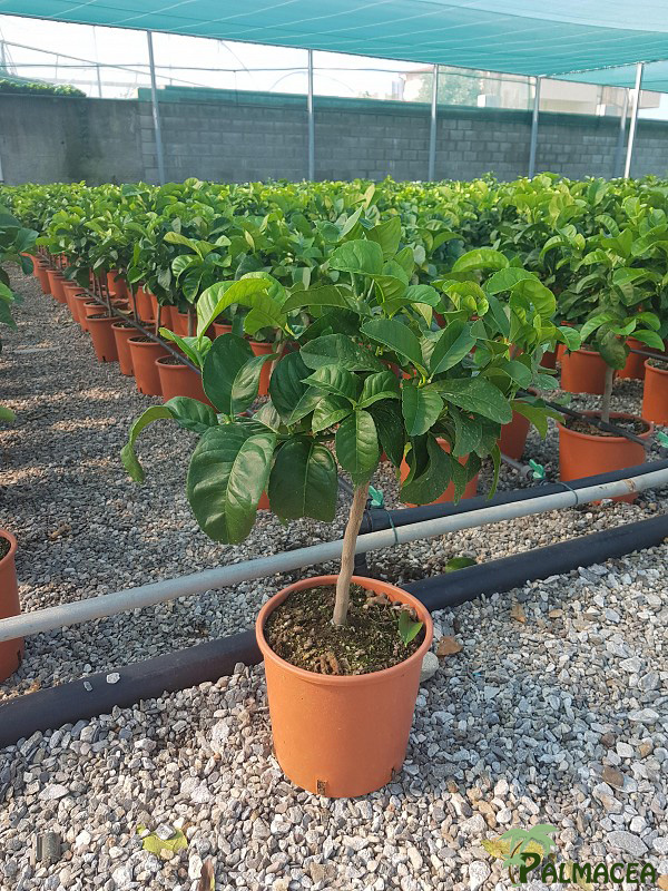 AG 209 Citrus cedra 5L cespuglio
