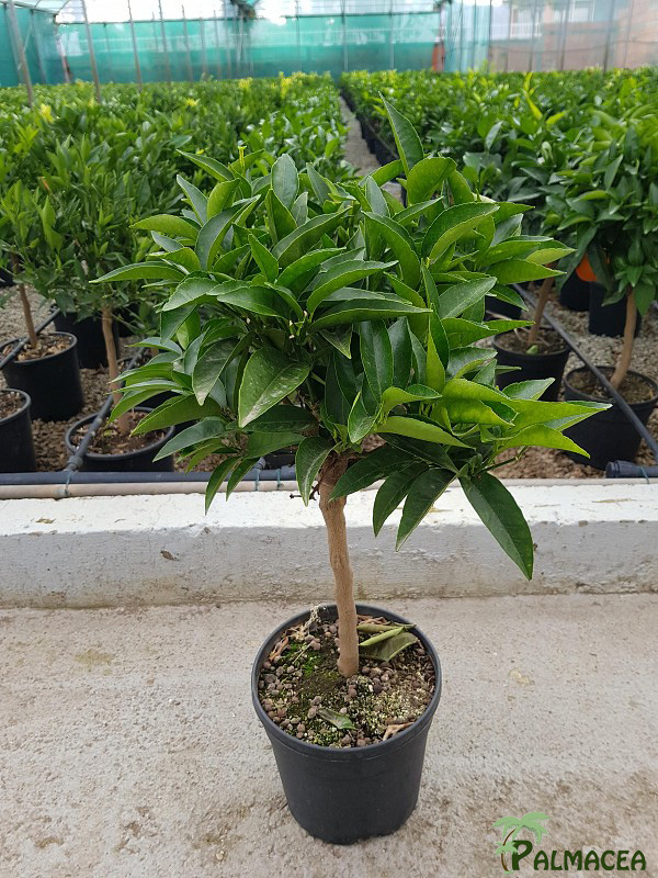 AG 211 Citrus clementine 5L cespuglio