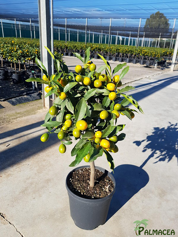 AG 213 Citrus kumquat 5L cespuglio