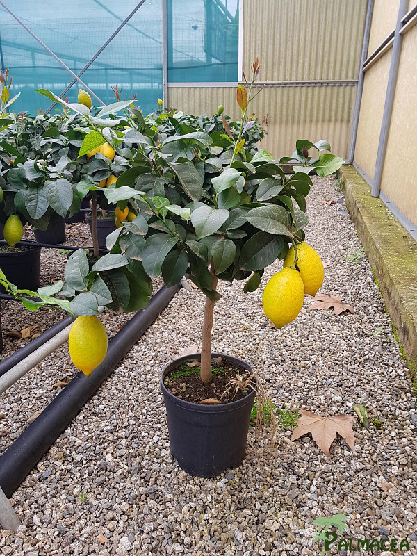 AG 214 Citrus limon 5L cespuglio