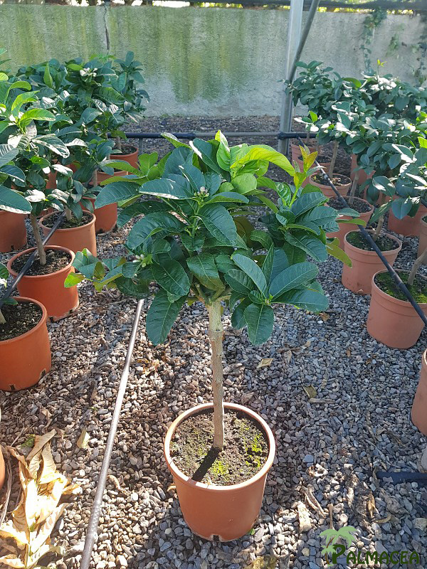 AG 215 Citrus main de bouddha 5L cespuglio