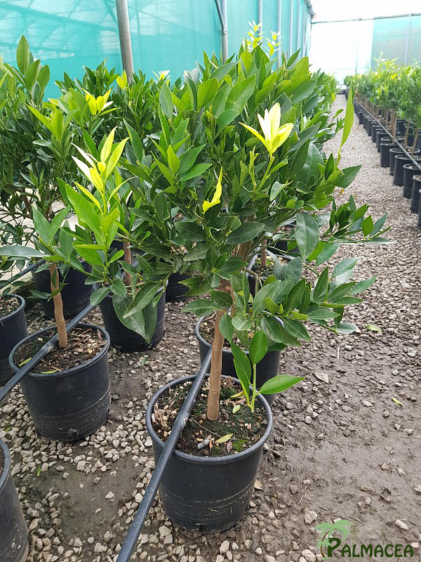 AG 216 Citrus mandarine 5L cespuglio