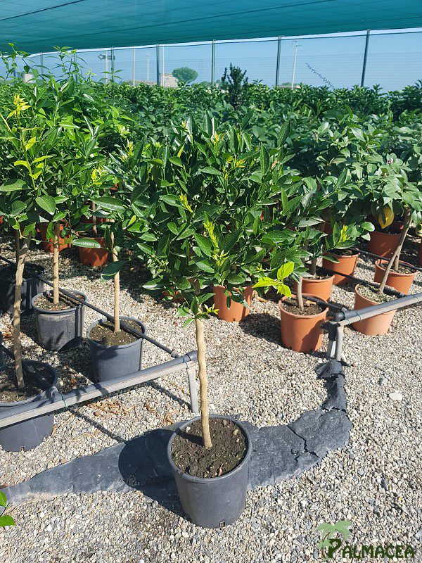 AG 243 Citrus mandarine 7L alberello