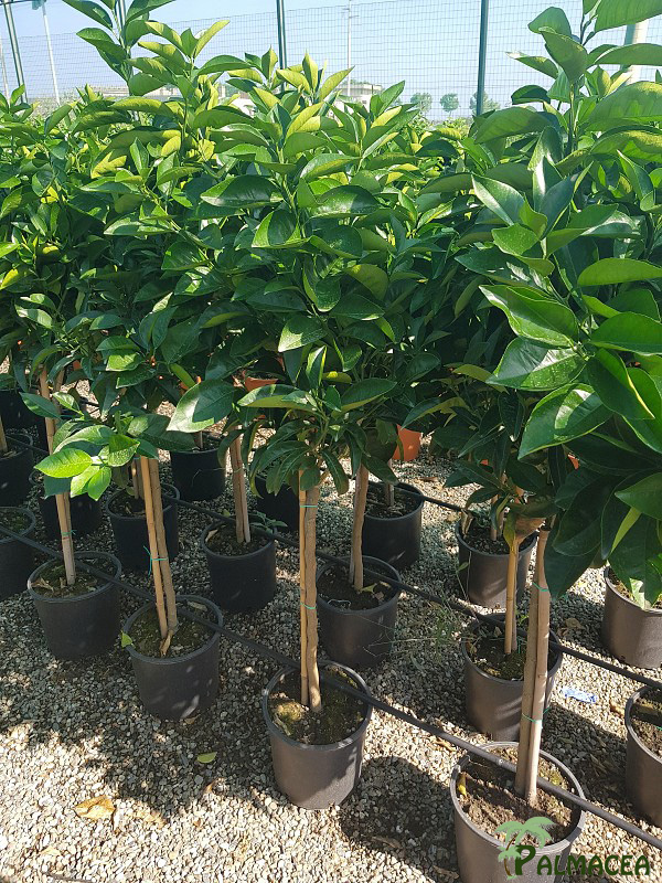 AG 246 Citrus sinensis 7L alberello