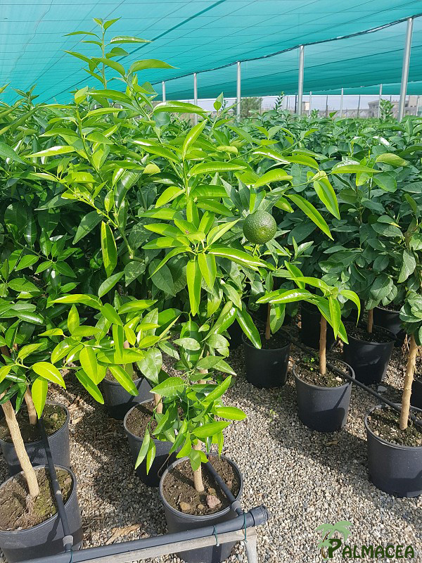 AG 247 Citrus clementine 9L 1/2 tige