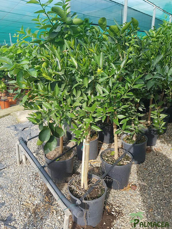 AG 250 Citrus mandarine 9L 1/2 tige