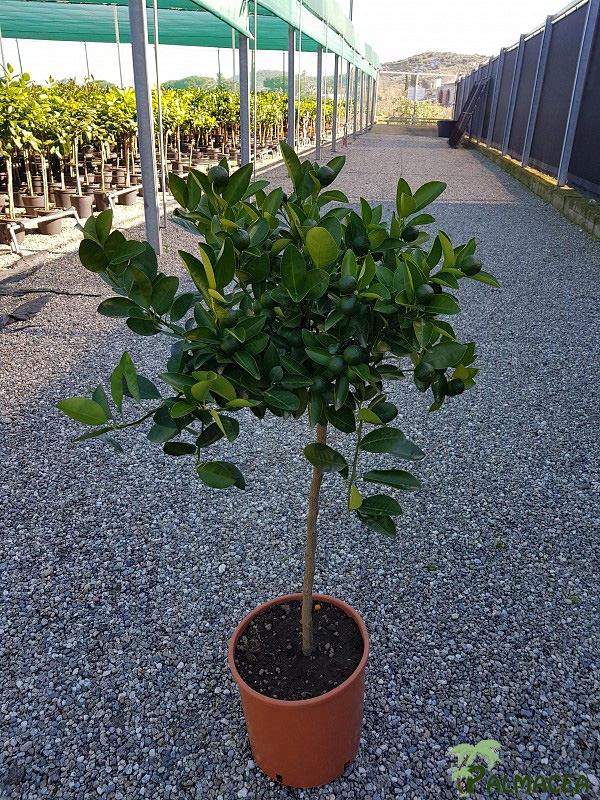 AG 251 Citrus mitis 9L 1/2 tige