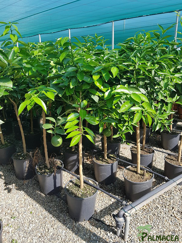 AG 252 Citrus sinensis 9L 1/2 tige