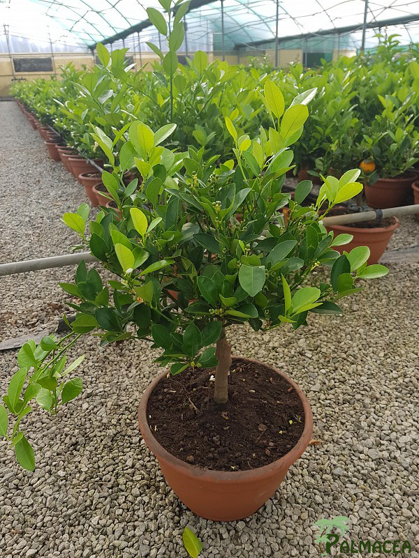 AG 253 Citrus mitis coupe bonsai