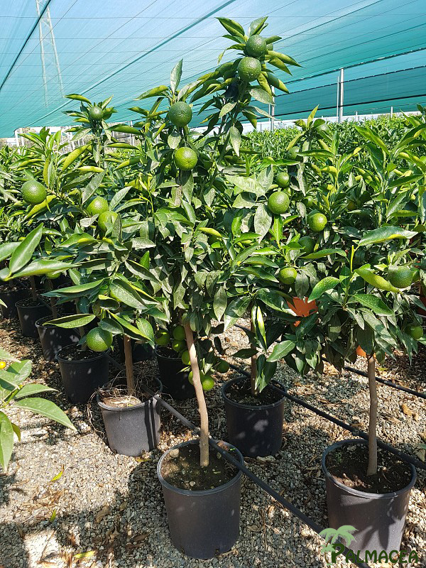 AG 255 Citrus clementine 12L 1/2 tige