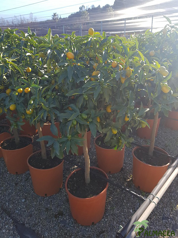AG 256 Citrus kumquat 12L 1/2 tige