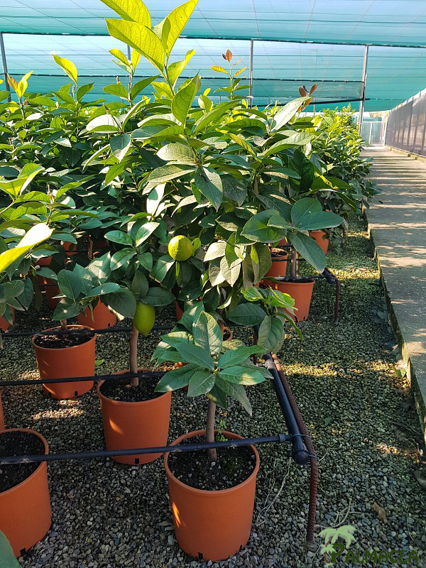 AG 257 Citrus limon 12L 1/2 tige