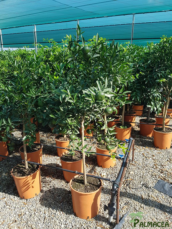 AG 258 Citrus mandarine 12L 1/2 tige