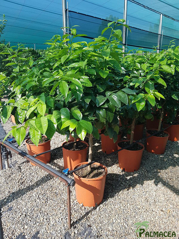 AG 260 Citrus pomelo 12L 1/2 tige