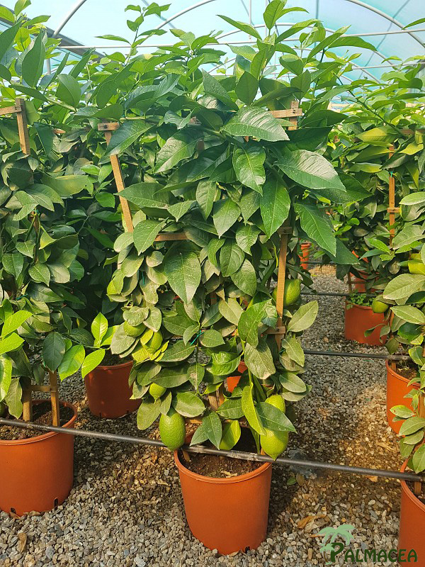 AG 262 Citrus limon 12L spalliera