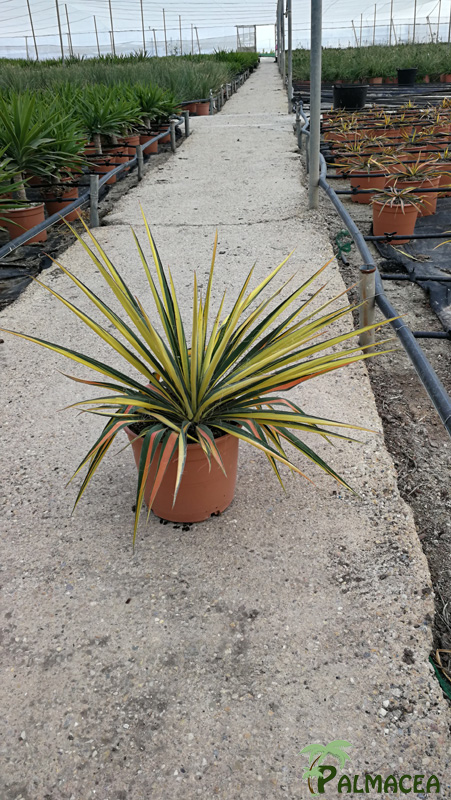 LC 3335 Yucca filamentosa Color guard 5L