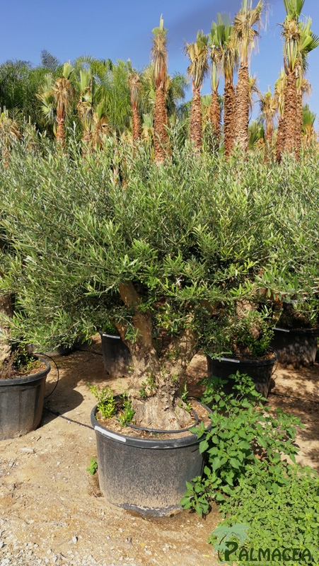 VV 7644 Olea europaea 230L tortuga vieille ecorce ramificado 70/100P