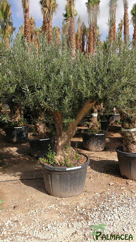 VV 7666 Olea europaea 160/180L tortuga vieille ecorce ramificado 50/70P
