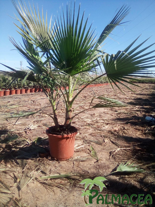 LP 6786 Washingtonia robusta 15L