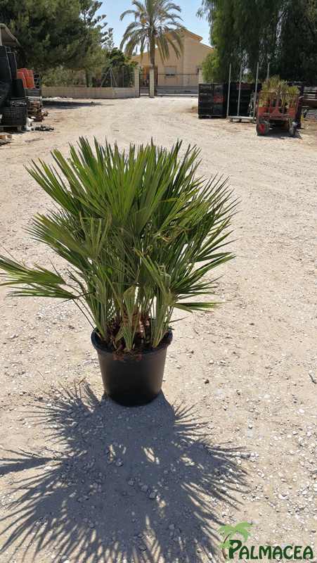 JA 3411 Chamaerops humilis 15L