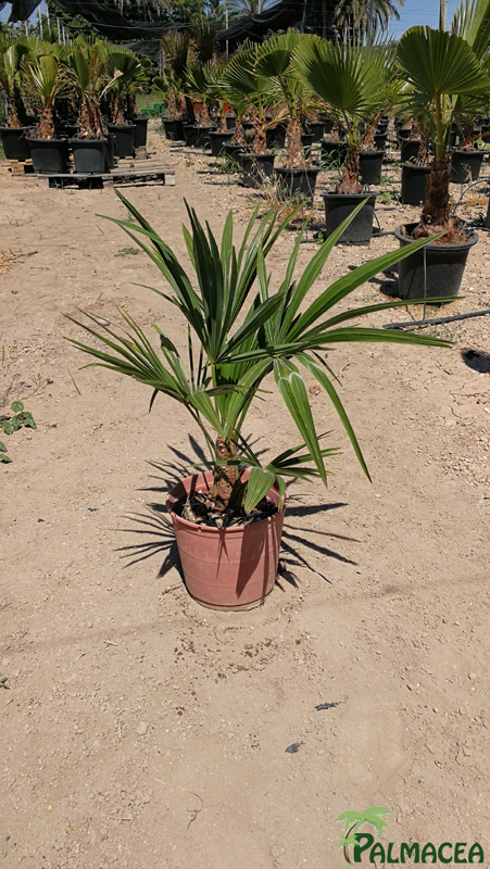 JA 4757 Trachycarpus fortunei 5L