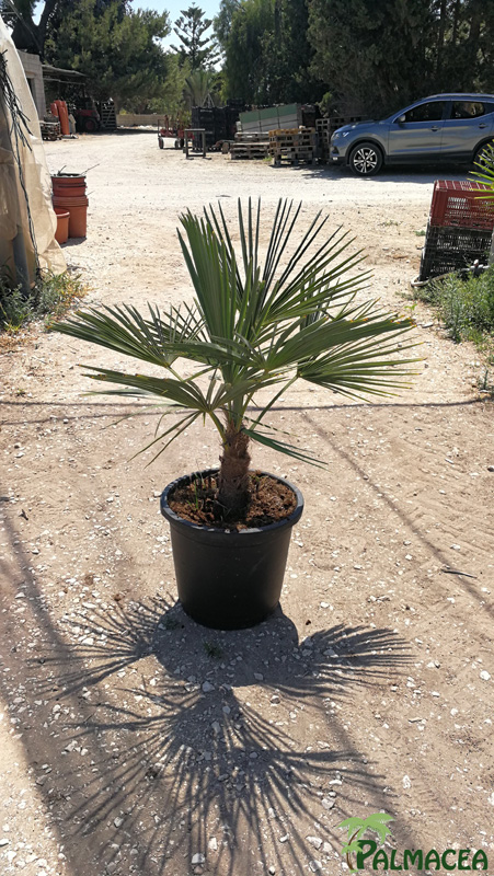 JA 4996 Trachycarpus fortunei 15L stipe 15/20T