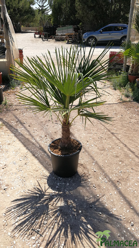 JA 5970 Trachycarpus fortunei 15L stipe 20/30T