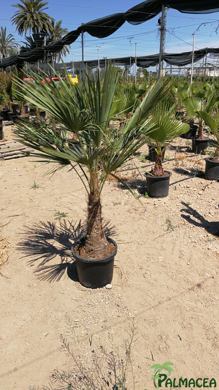 JA 5971 Trachycarpus fortunei 15L stipe 30/40T