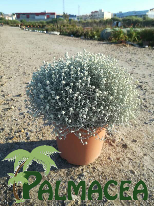 LC_3116_Calocephalus_brownii_5L