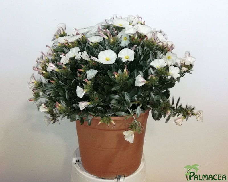 LC_3137_Convolvulus_cneorum_5L