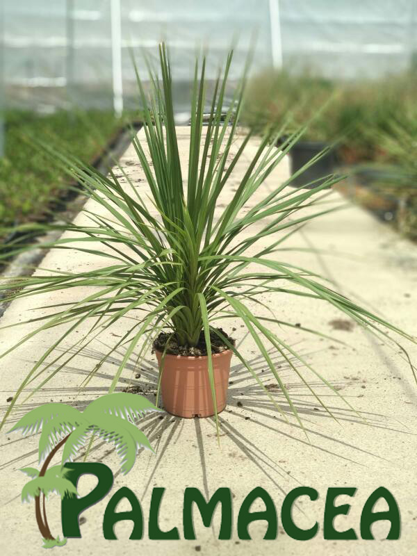 LC_3154_Cordyline_indivisa_5L_grupo
