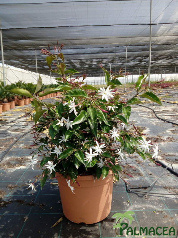 LC_3218_Jasminum_multipartitum_5L