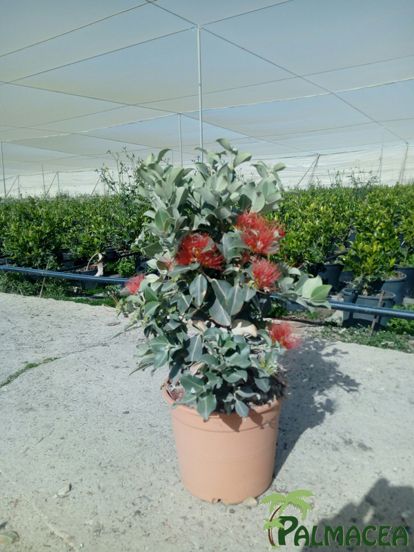 LC_3240_Metrosideros_thomasii_5L