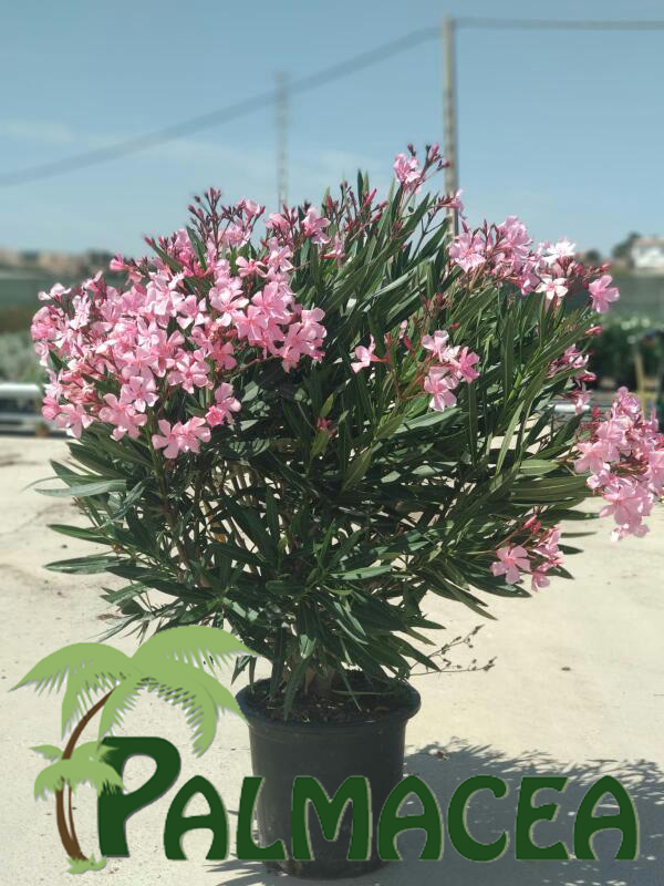 LC_3256_Nerium_oleander_D30