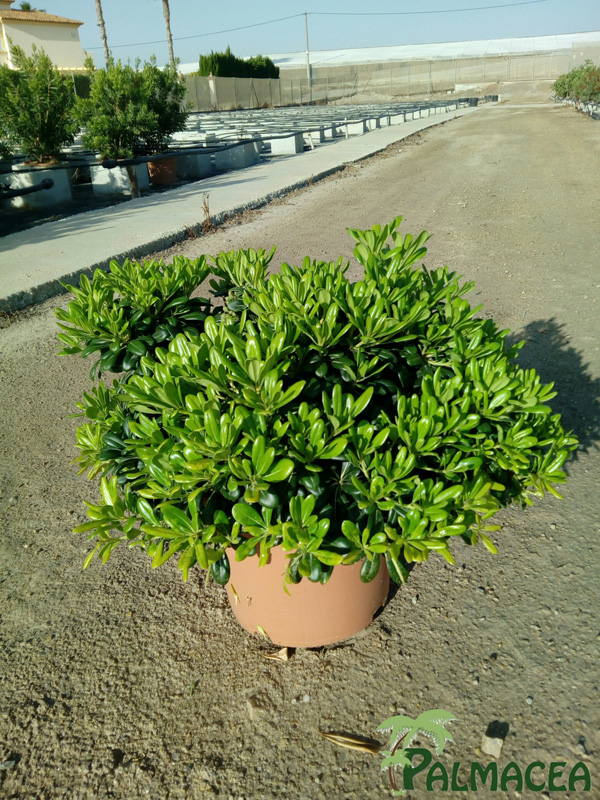 LC_3286_Pittosporum_tobira_nana_10L-