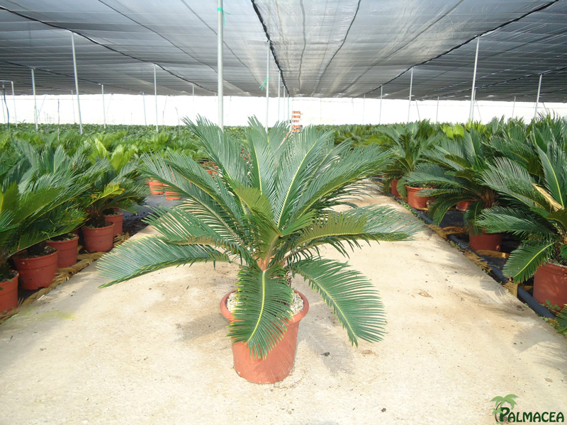 LC_3345_Cycas_revoluta_6L_stipe_12-14T