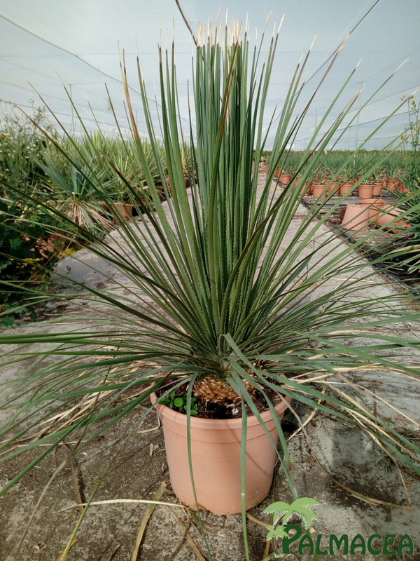 LC_5037_Dasylirion_serratifolim_10L