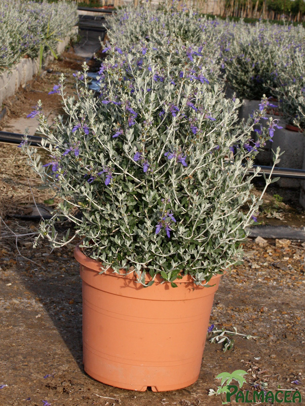 LC_5080_Teucrium_fruticans_azureum_10L