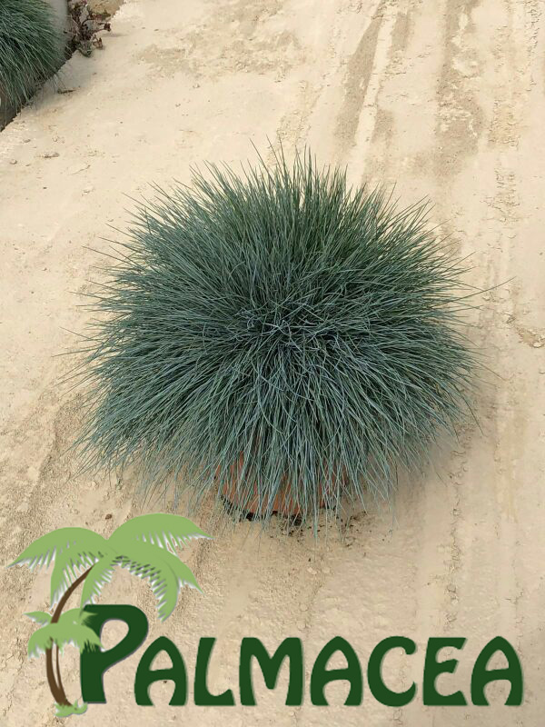 LC_5352_Festuca_glauca_5L-