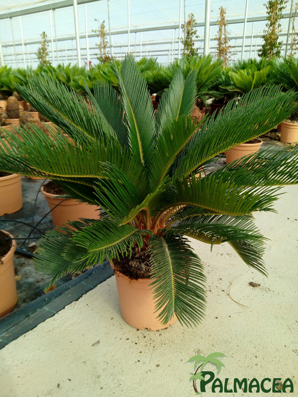 LC_5957_Cycas_revoluta_5L_stipe_10-12T