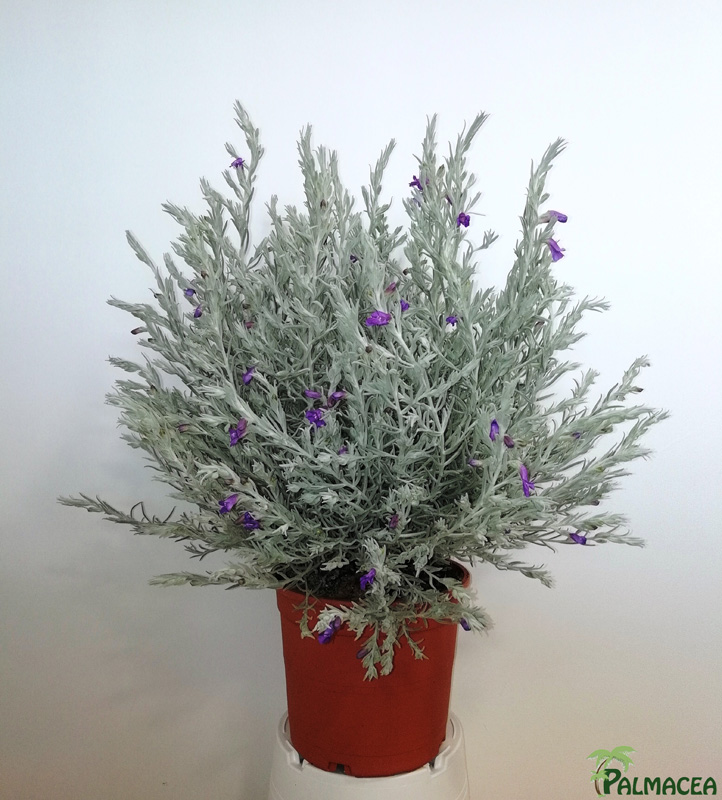 LC_6370_Eremophila_nivea_5L